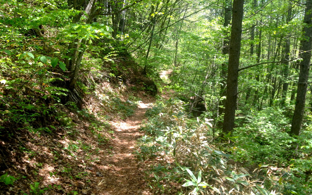 Trail Jog