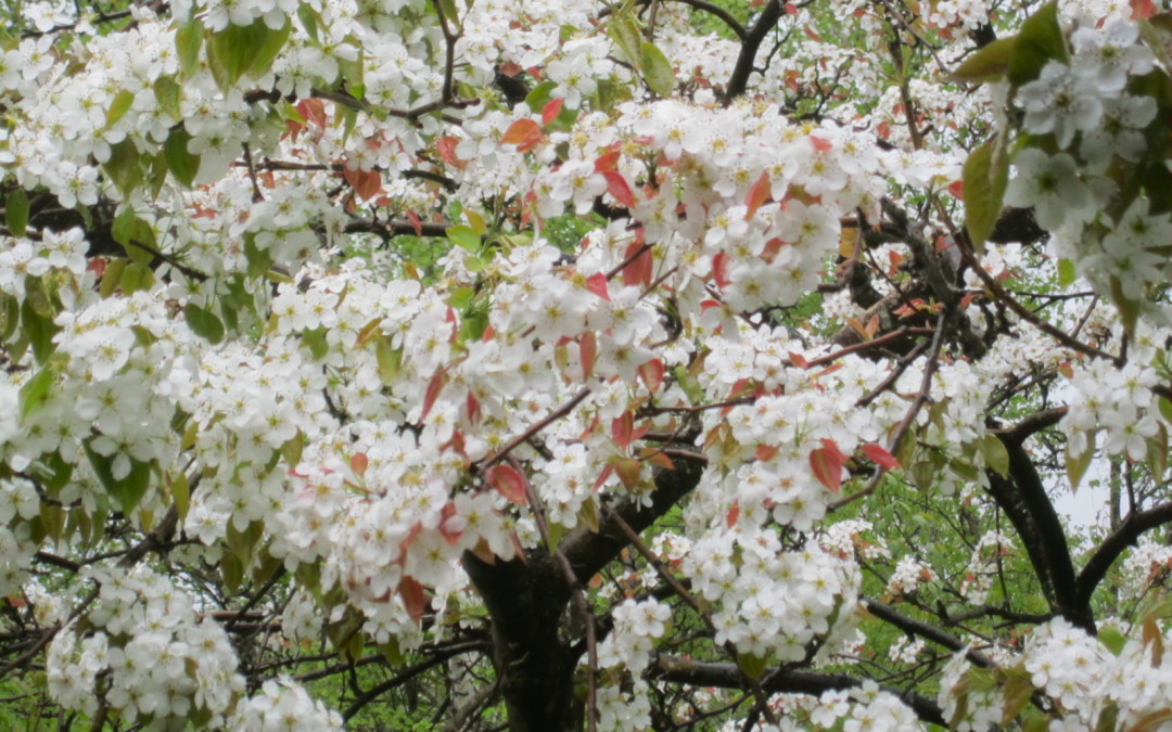 Sakura from Everest