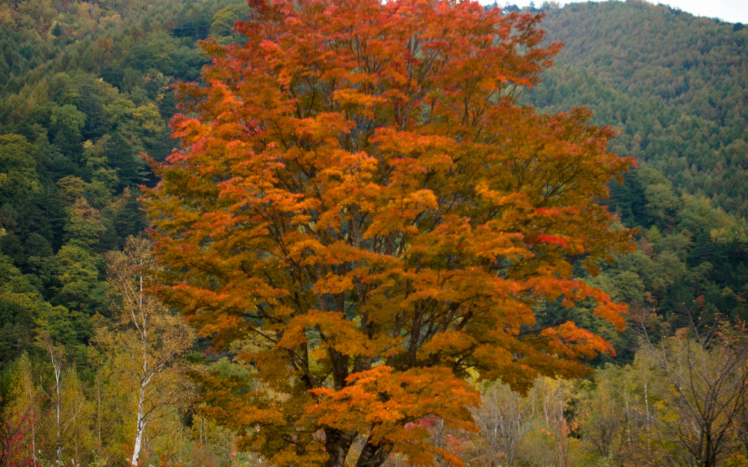 Fall in Norikura