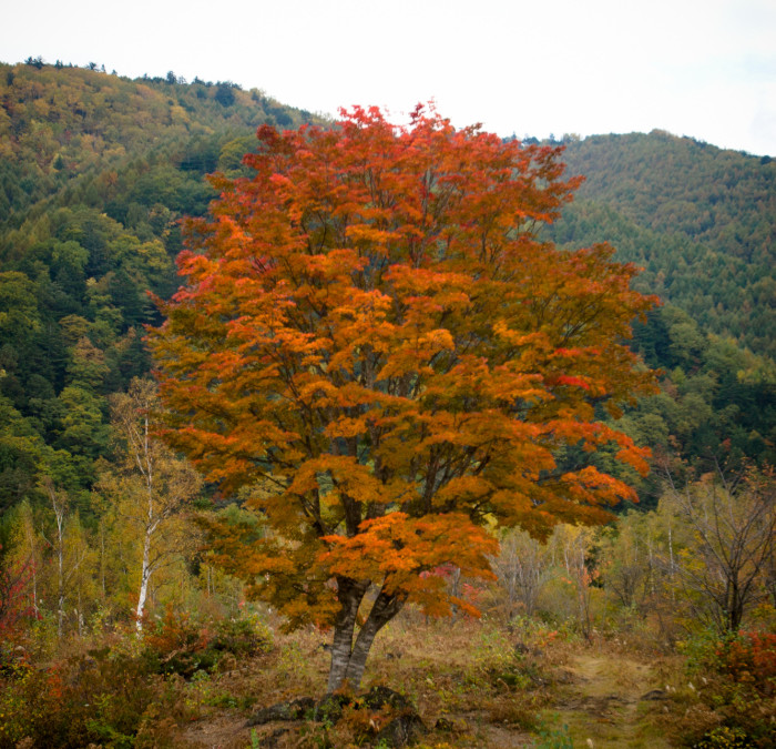 Fall in Norikura